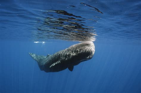 whale secretion used in perfumes